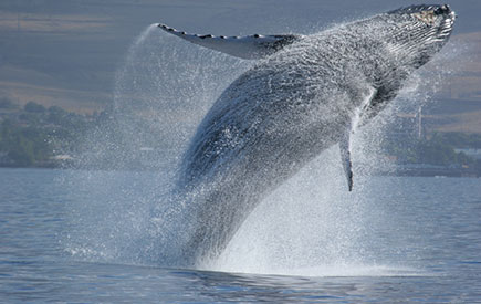 Whale Watching Tours